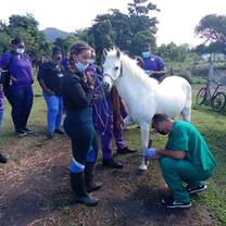 Field  work experience - horses