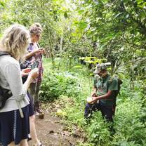 Forest tour
