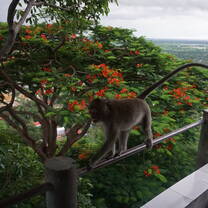 Cambodia: Peace-Building and Conservation