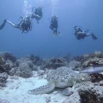 4 teen divers with coral and sea turtle underwaters.