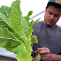 grow your own food