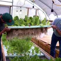 aquaponics grown lettuce