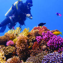 Great coral, Great Barrier Reef