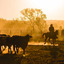 Ringer and cattle at sunrise