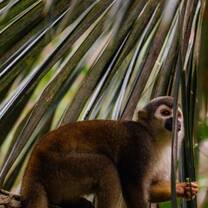 Monkey