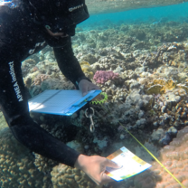 Marine Conservation Internship | Red Sea - Egypt | Field Program