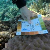 Marine Conservation Internship | Red Sea - Egypt | Field Program