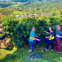 Coffee Bean Picking in Costa Rica