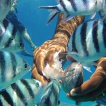 Fiji Conservation