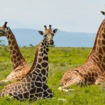 Giraffes