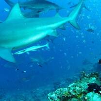 Projects Abroad Fiji conservation