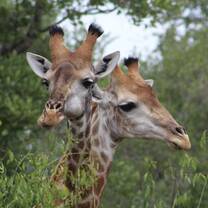 Giraffes have two heads?