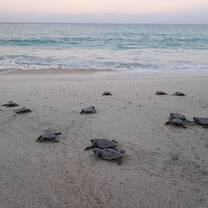Sea turtle hatchlings heading to the water