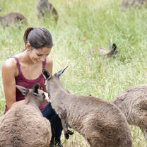 Hanging out with Kangaroos in Australia