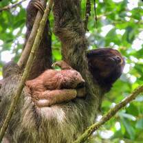 Sloth momma and her little baby