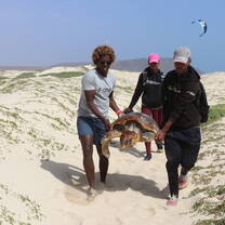 Lost turtle being brought back. Sometimes turtles get disoriented due to light pollution.