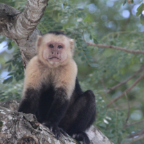 Monkey in Rainforest