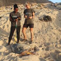 Team collecting information on nesting female
