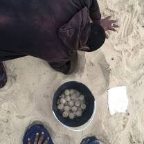 Team relocating a nest