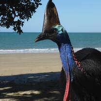 Australia Adventure