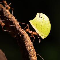 Leaf cutter ant