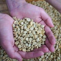 Coffee Prodcution