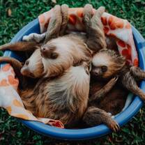 Volunteering at an animal sanctuary in Central America