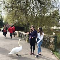 Students and a swan on the river bank of Hever Castle 