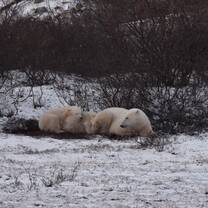 Polar Bears