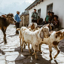 Pacific Discovery Nepal & India Gap Year Semester