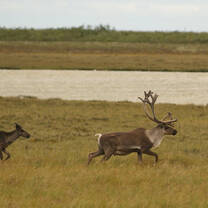 Caribou