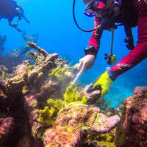 coral restoration