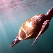 green turtle