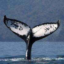 Whale research