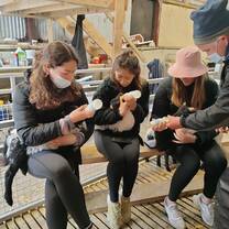Feeding little lambs