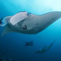 Manta