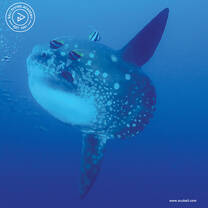 Mola-mola
