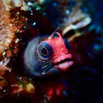 Blenny
