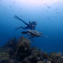 Swimming with a turtle