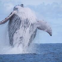 Humpback Whale