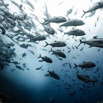 School of jacks