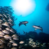 White tip reef sharks