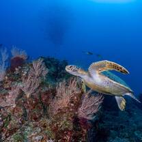 sea turtle swimming