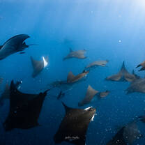Mobula Rays
