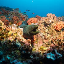 Moray Eel