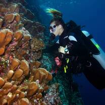 Divers studying corals 