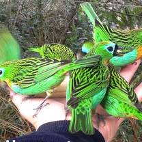 Tanagers around the house. This species is endemic to the Atlantic Forest. 