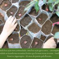 Planting Araucaria seeds 