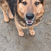 'Cheeky Charlie' Resident Welcomer