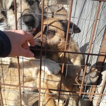 Two of the lovely dogs at this shelter (400 of them)